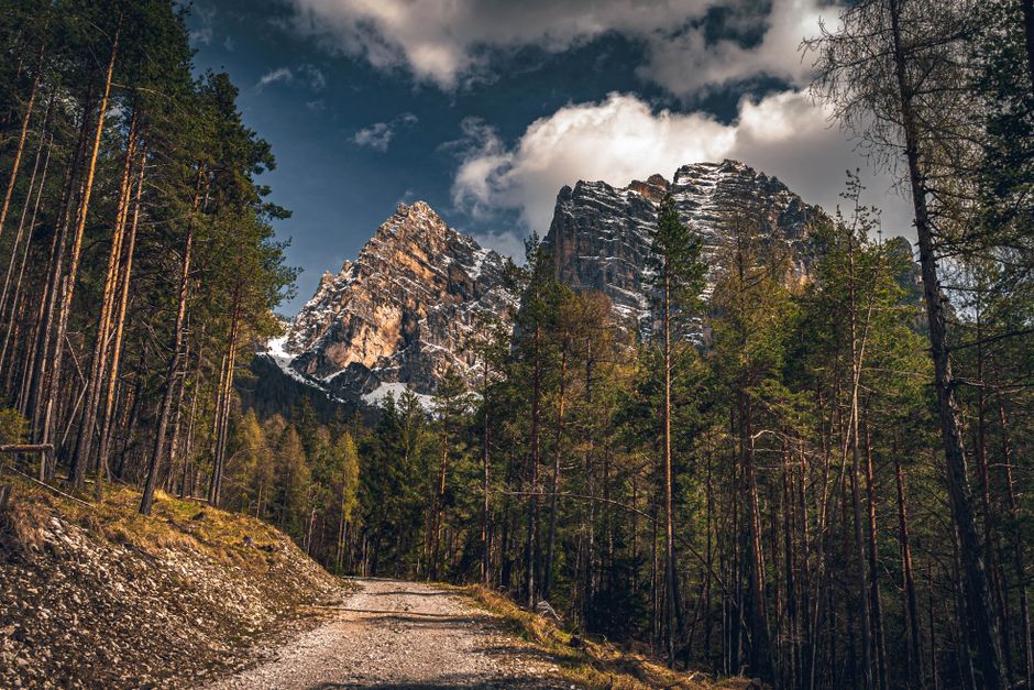 Camino de terracería entre pinos hacia las cabañas